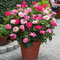 Géranium Zonale (PELARGONIUM) | 25 Graines Mélangées | Balcon Jardinière