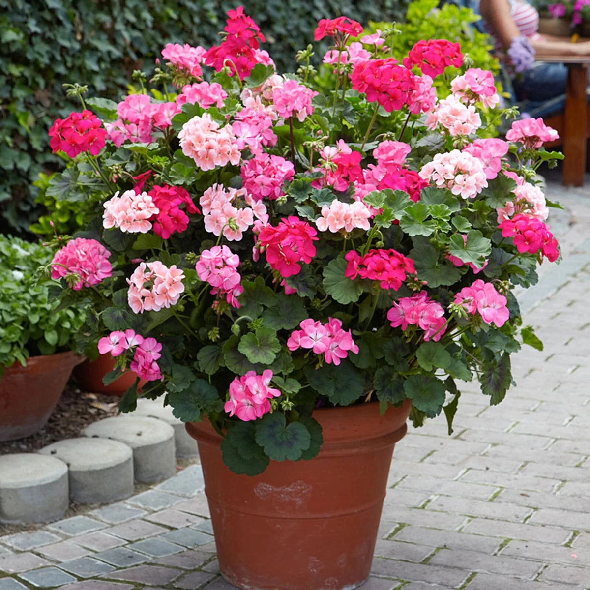 Géranium Zonale (PELARGONIUM) | 25 Graines Mélangées | Balcon Jardinière