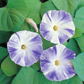 25 GRAINES - IPOMÉE 'FLYING SAUCERS' - Fleurs GÉANTES Bicolores BLEU & BLANC