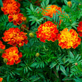 50 GRAINES - OEILLET D'INDE HONEYCOMB - Rouge Bronze Sombre - Fleuri