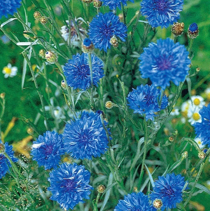 💙 Centaurée Barbeau Bleuet Bleu 50 Graines Fleurs Sauvages Jardin 💙