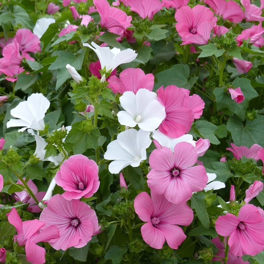 20 GRAINES - LAVATÈRE Annuelle à Grandes Fleurs VARIÉES - Rose & Blanc