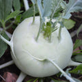 🥬 Chou-Rave Gigant 100 Graines Variété Géante Goût Doux Croquant 🥬