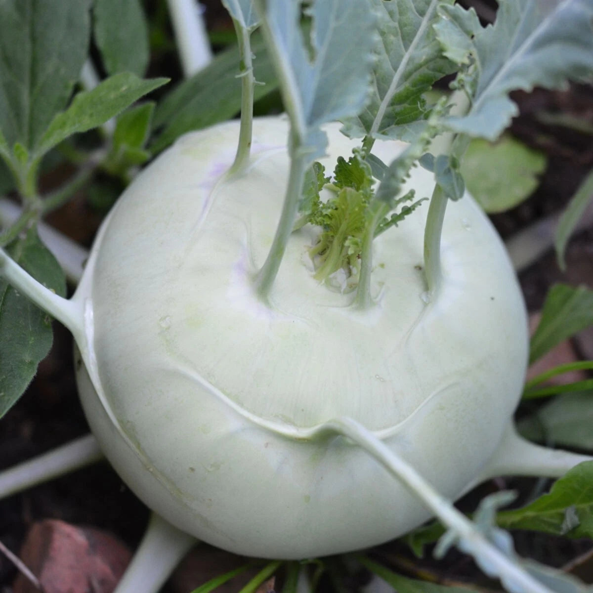 🥬 Chou-Rave Gigant 100 Graines Variété Géante Goût Doux Croquant 🥬