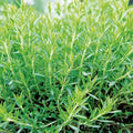 100 GRAINES - ESTRAGON de RUSSIE - Artemisia - Herbe Aromatique VIVACE