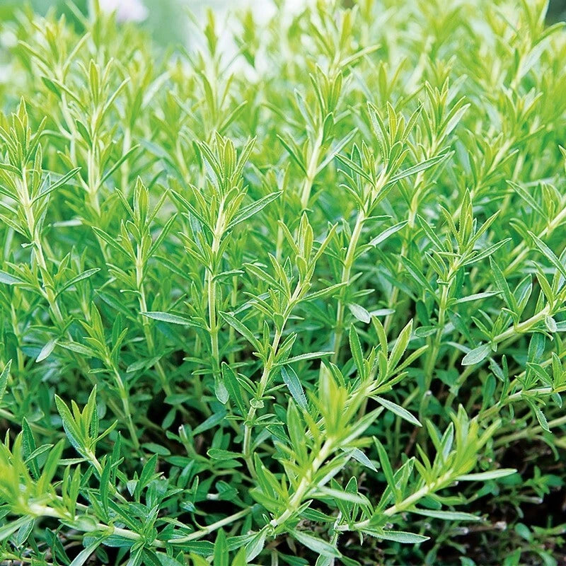 100 GRAINES - ESTRAGON de RUSSIE - Artemisia - Herbe Aromatique VIVACE