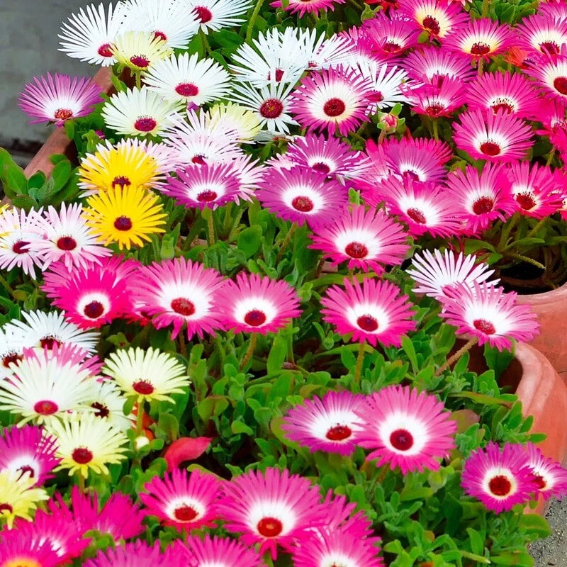 Tapis magique ficoide criniflorum varié 50 Graines