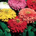 50 GRAINES Zinnia Géant Double Fleur de Dahlia Varié - Haute Taille