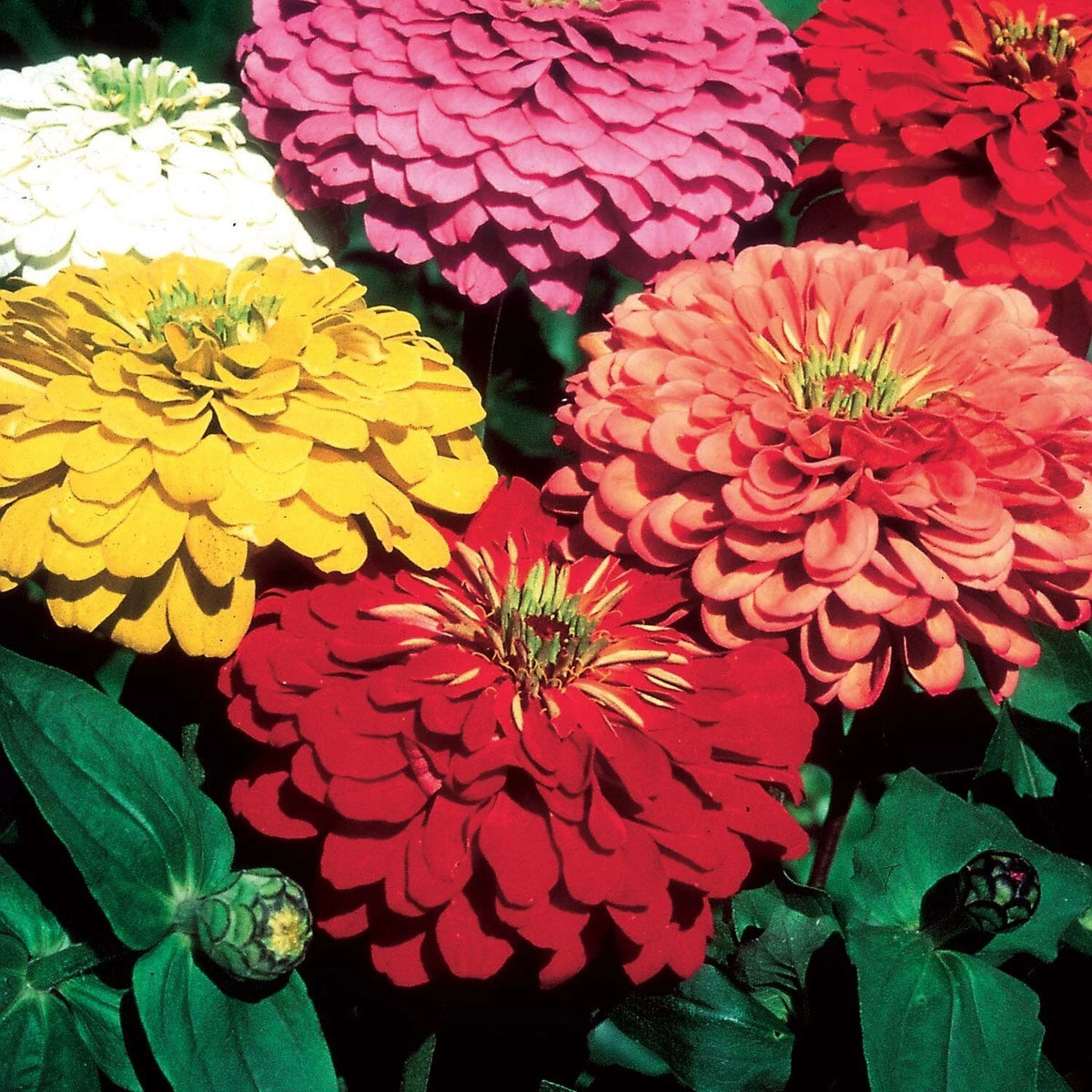 50 GRAINES Zinnia Géant Double Fleur de Dahlia Varié - Haute Taille