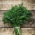 Aneth Anethum Graveolens | 100 Graines | Aromatique Feuilles Graines Cuisine