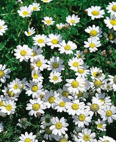 50 Graines PYRÈTHRE D'AFRIQUE Anacyclus Depressus Floraison Sol Petit Jardin