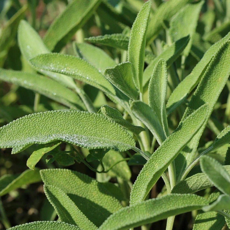 30 Graines SAUGE OFFICINALE Vivace Aromatique Médicinale Feuillage Gris-Vert