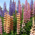 25 GRAINES Lupin Polyphylle de Russel Varié - Vivace Haute & Spectaculaire