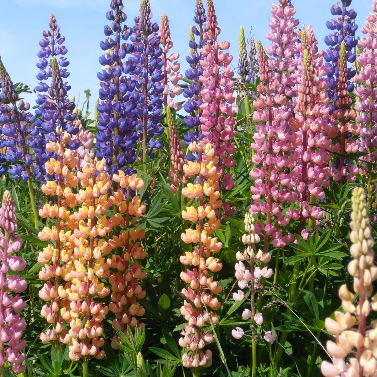 25 GRAINES Lupin Polyphylle de Russel Varié - Vivace Haute & Spectaculaire