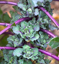 🥬 Chou Kalettes® F1 'Snowdrop' 5 Graines Légume Hiver Croisement 🥬