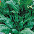 300 Graines ÉPINARD MONSTRUEUX DE VIROFLAY Feuilles Géantes Production Abondante