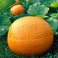 3 GRAINES POTIRON BIG MAX - Géant, Poids Lourd pour Halloween/Concours