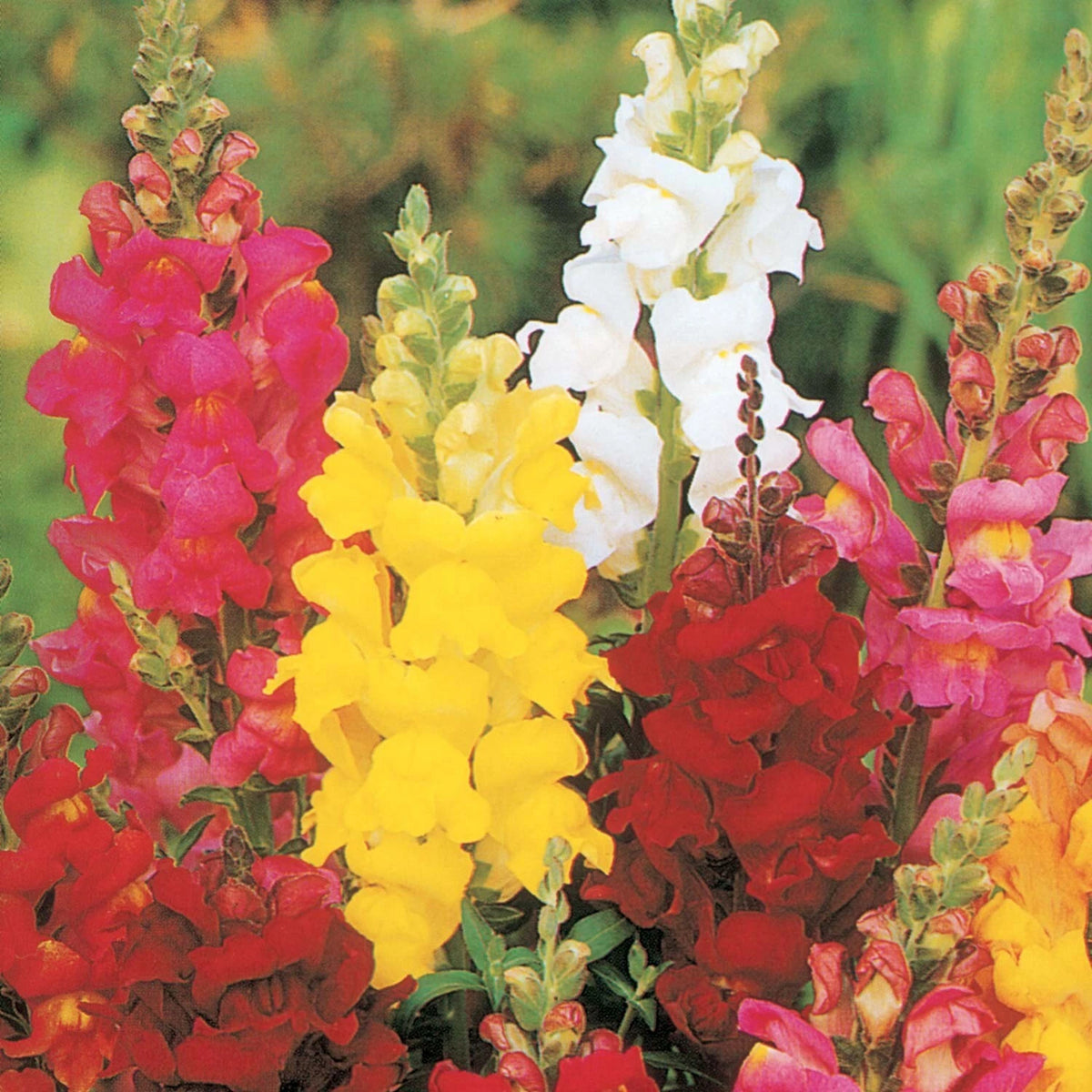 50 GRAINES - MUFLIER Demi-Nain VARIÉ - Gueule-de-Loup - Couleurs Vives - Bordure