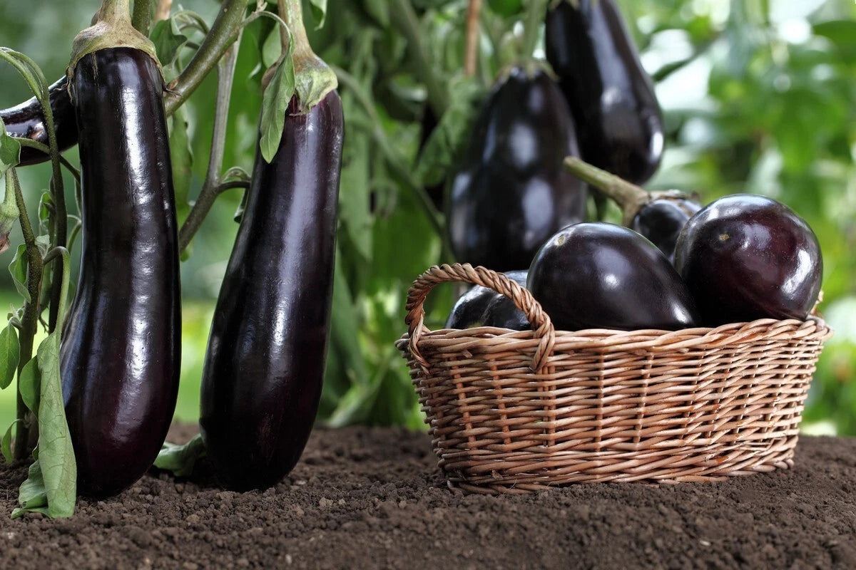 🍆 Aubergine Violette Lunga 3 - 20 Graines Traditionnelles Italiennes 🍆