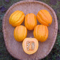 5 GRAINES - Courge 'GILL'S GOLDEN PIPPIN' 🌟 Petite Fruit Doré - Décorative