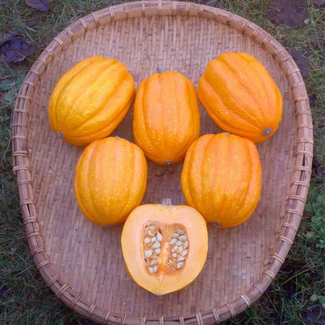 5 GRAINES - Courge 'GILL'S GOLDEN PIPPIN' 🌟 Petite Fruit Doré - Décorative