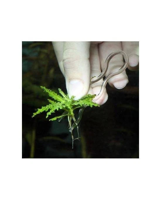 JBL ProScape Plantis Pins x12 - Épingles de Fixation pour Plantes d'Aquarium