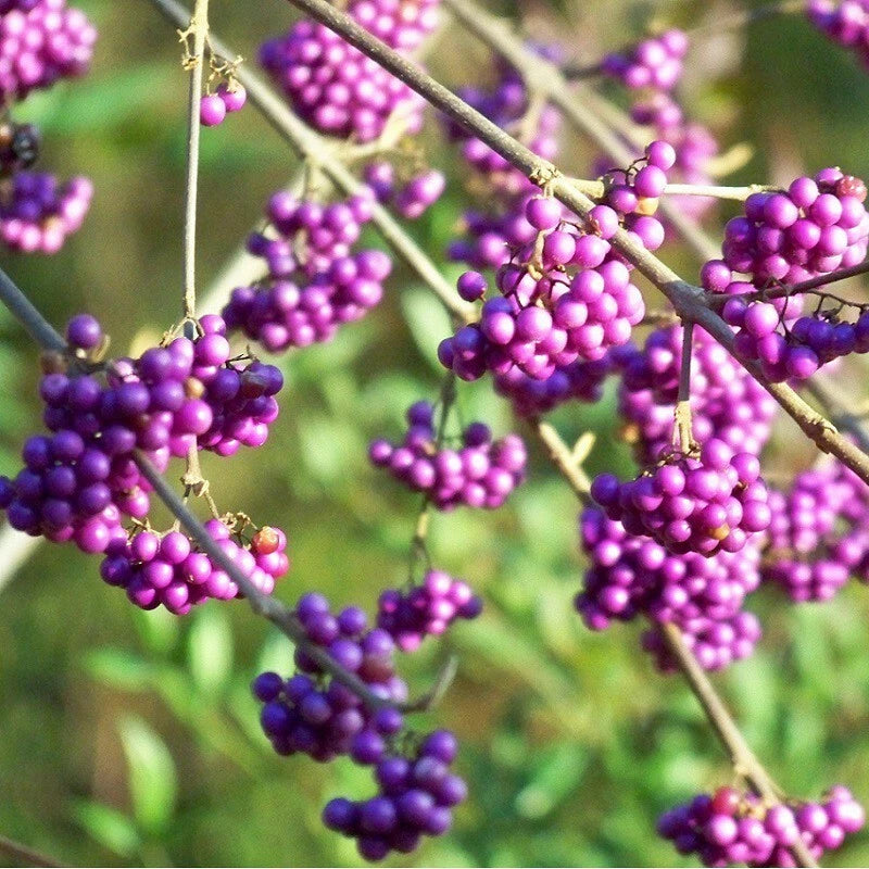 Callicarpa Bodinieri Profusion Pot 3L | Arbuste Aux Bonbons Baies Mauves