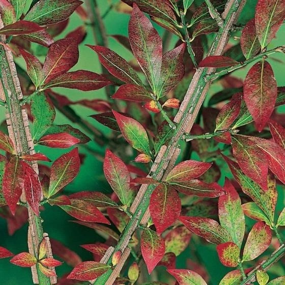 Fusain Ailé Euonymus Alatus Pot 3L | Couleur Rouge Écarlate Automne Feuillage