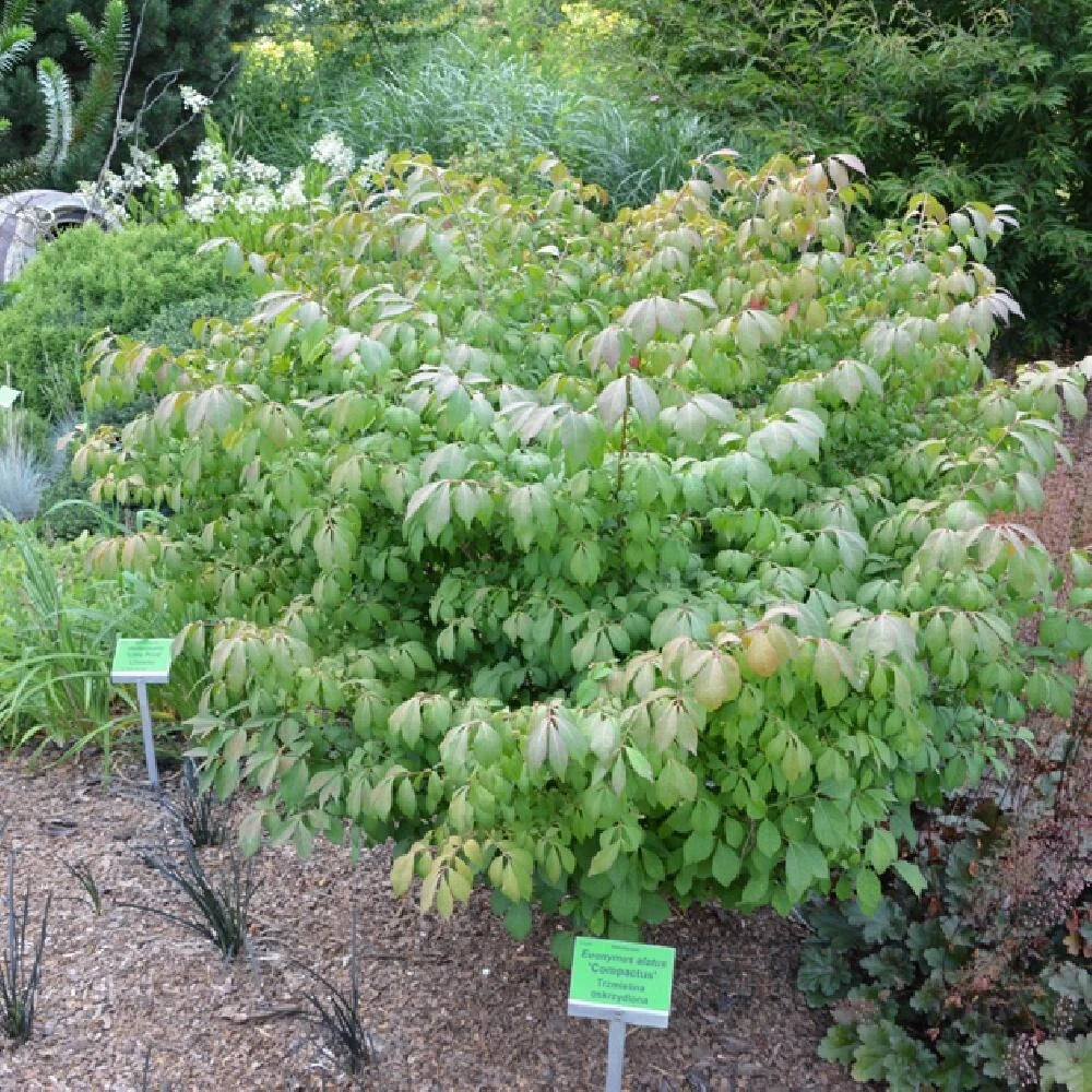 Fusain Ailé Nain 'Compactus' Euonymus | Couleurs Automne Rouge Feu | Pot 3L