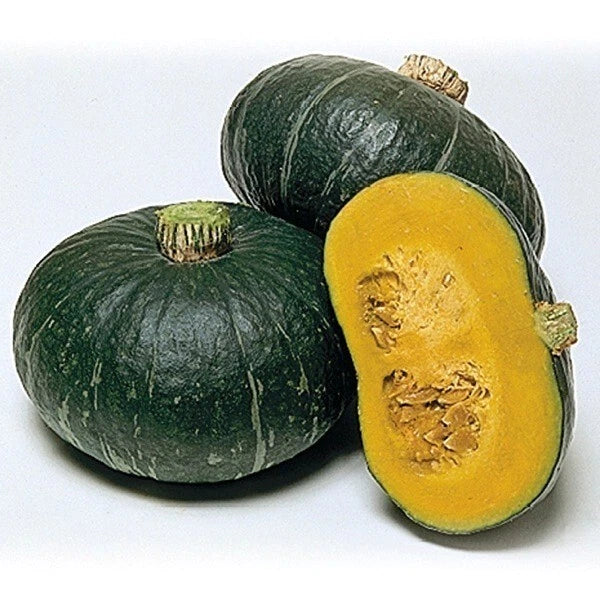 6 Graines COURGE SWEET MAMA F1 Hybride Kabocha Chair Sucrée Texture Fine Hâtive