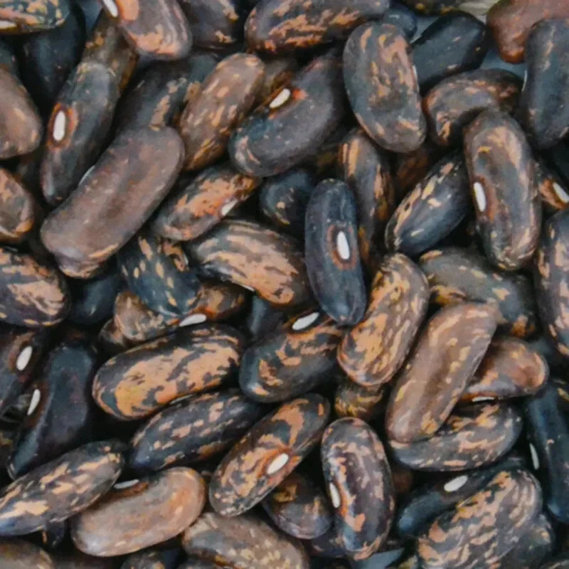 Haricot Nain À Filet Triomphe De Farcy 50 GRAINES