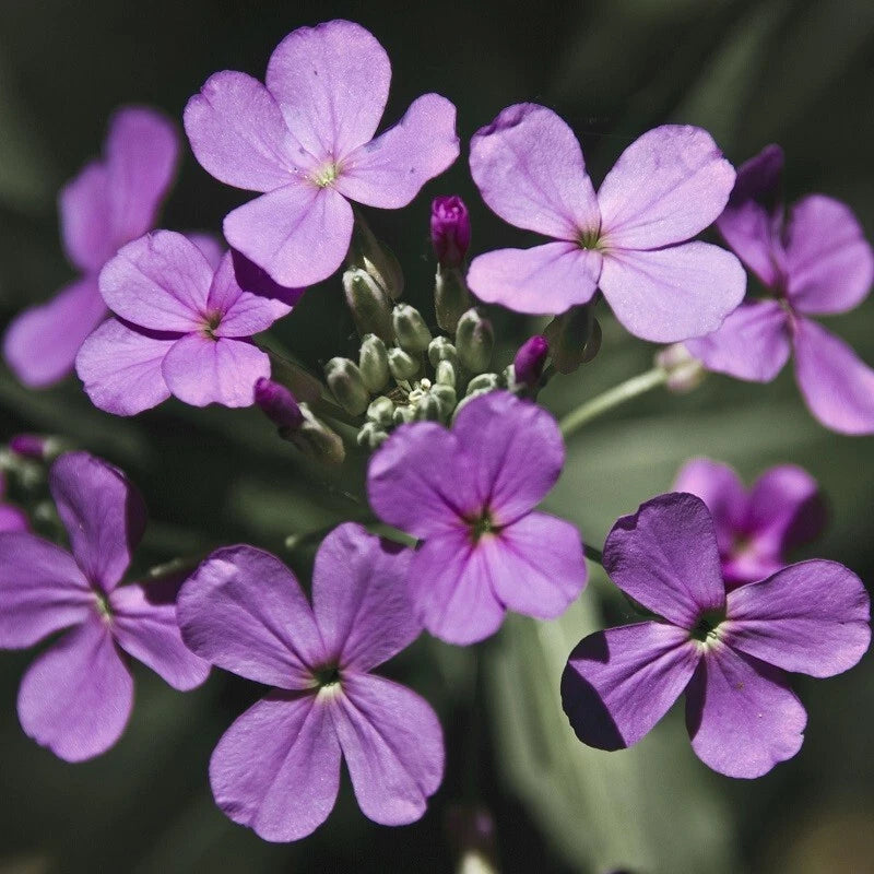 Monnaie Du Pape Lunaire | 25 Graines | Fleur Violette Décoration Sèche