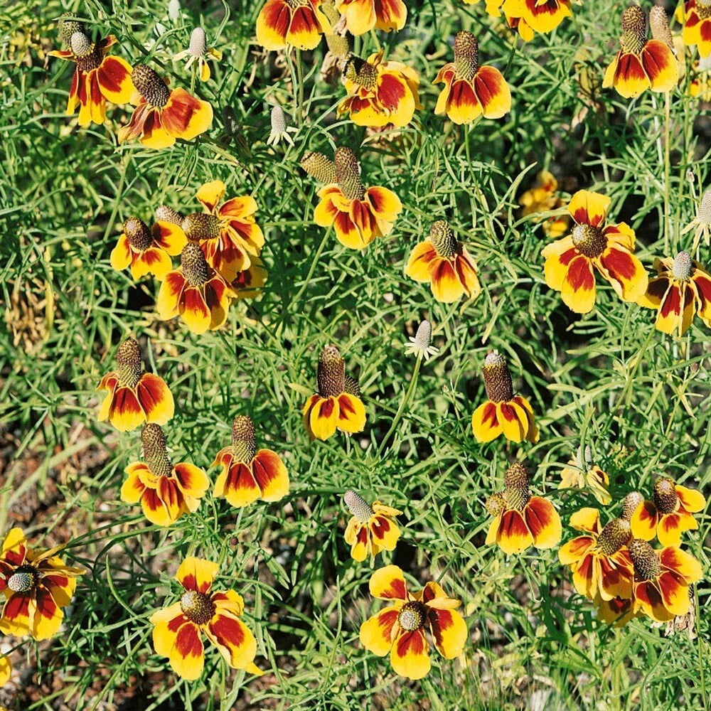 200 GRAINES 🌼 FLEUR CHAPEAU MEXICAIN (Ratibida) | Originale, Bicolore