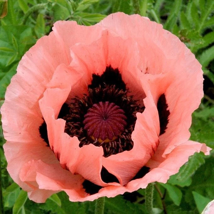 Graines de Pavot à Fleurs Variées : Un Éclat de Couleurs au Jardin