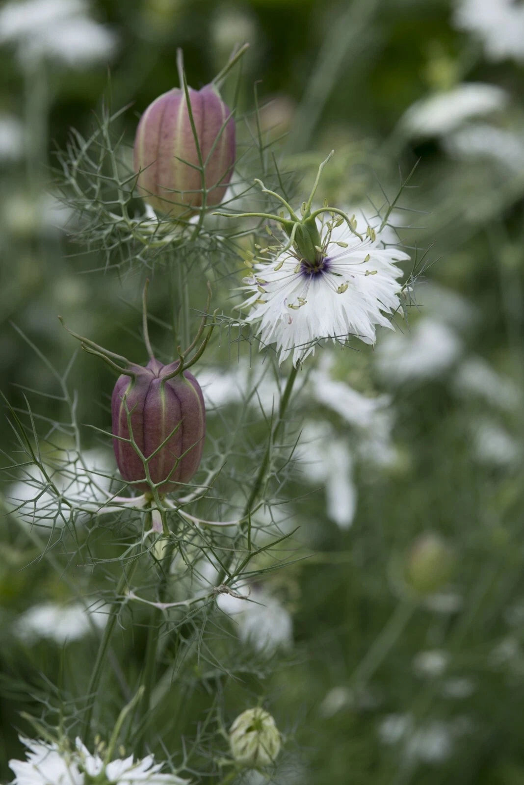 🖤 Nigelle de Damas 'Albion Black Pod' - Sachet de 100 Graines