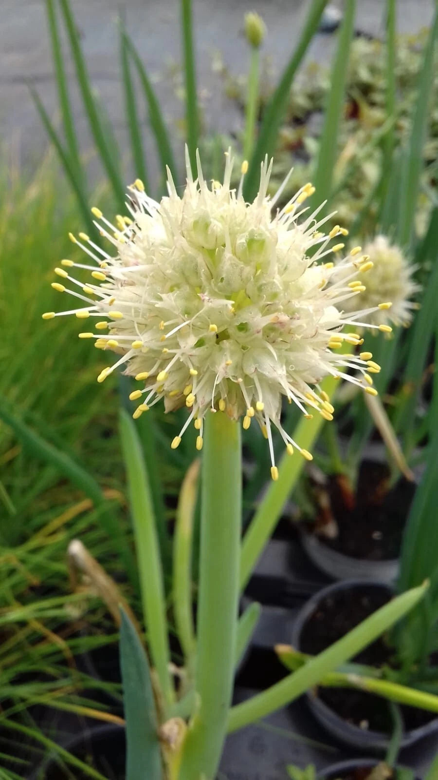 Ciboule Blanche Hâtive 100 Graines | Oignon Vert Saveur Douce Bulbe