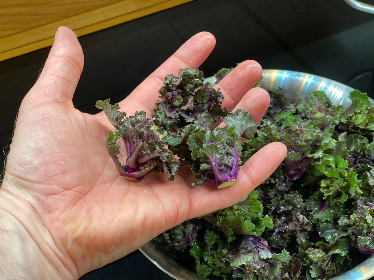 🥬 Chou Kalettes® F1 'Snowdrop' 5 Graines Légume Hiver Croisement 🥬