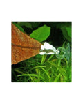 Pince à Nourriture JBL (Lot de 2) avec Ventouse pour Aquarium