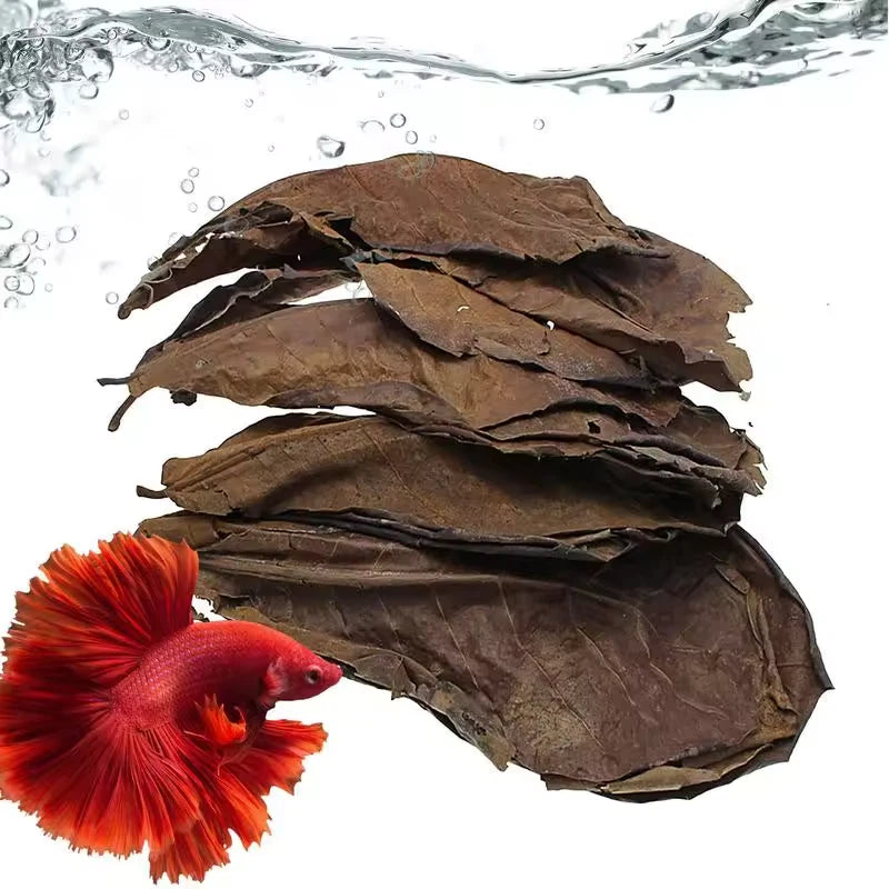 Feuilles de Catappa par 10
