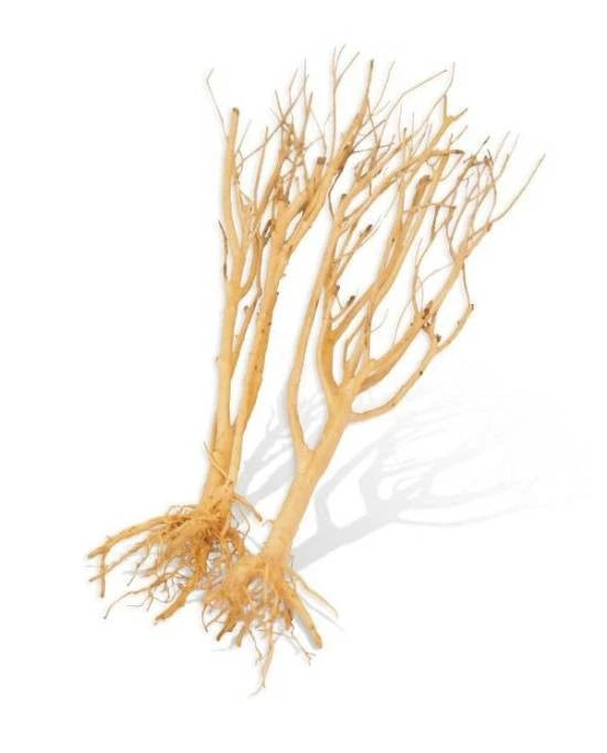 Racine Aquavie Mini Tree 26-35cm Décoration Naturelle Aquascaping Aquarium