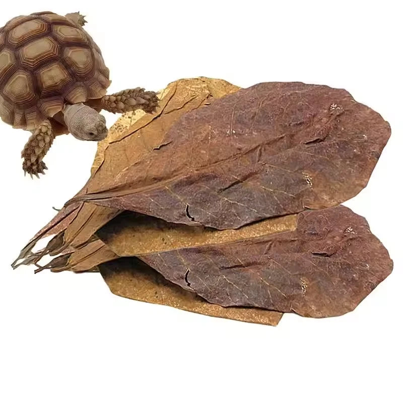 Feuilles de Catappa par 10