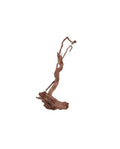 AQUAVIE CURLIVIGNE S - RACINE NATURELLE NANO AQUASCAPING