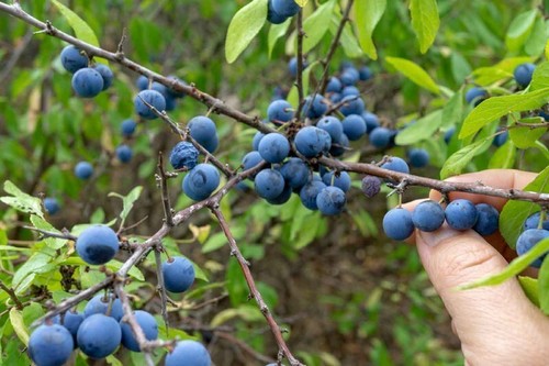 Prunellier Prunus Spinosa Pot 3L Arbuste Épineux Haie Défensive Sauvage Mellifèr