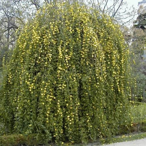 Jasmin mesnyi jasmin primevére pot 3 litres 90/120 cm