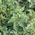 Lierre 'LITTLE DIAMOND' 🌿 Pot 3L (90/120 cm) - Hedera helix - Feuillage PANACHÉ