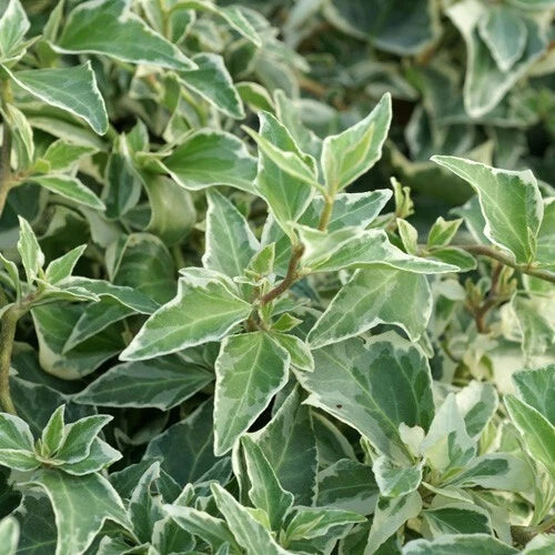 Lierre 'LITTLE DIAMOND' 🌿 Pot 3L (90/120 cm) - Hedera helix - Feuillage PANACHÉ