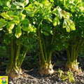 🥕 Céleri-Rave 'DOLVI' : La Qualité Professionnelle au Jardin