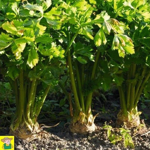 🥕 Céleri-Rave 'DOLVI' : La Qualité Professionnelle au Jardin
