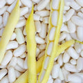 50 GRAINES 🍚 HARICOT À ÉCOSSER 'MOGEX' | Grain Fin, Tendre & Très Goûteux