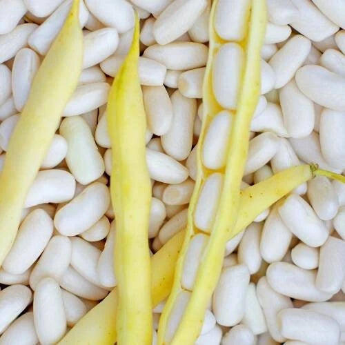 50 GRAINES 🍚 HARICOT À ÉCOSSER 'MOGEX' | Grain Fin, Tendre & Très Goûteux